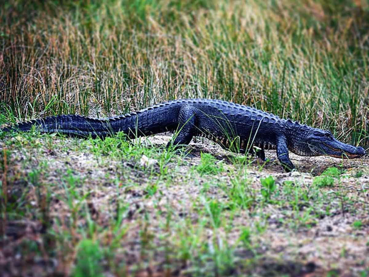 An alligator in a field of grass
