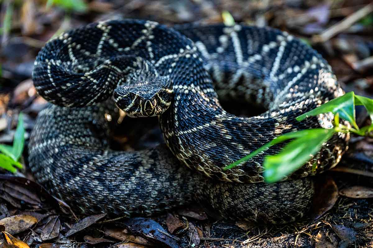 A rattlesnake coiled on the ground