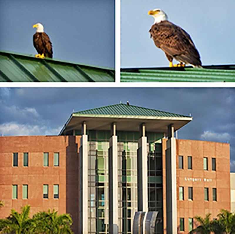 A triptych of photos. Two on top are close-ups of an eagle on a green, metal rooftop. The bottom photo is of Lutgert Hall with its green, metal roof.