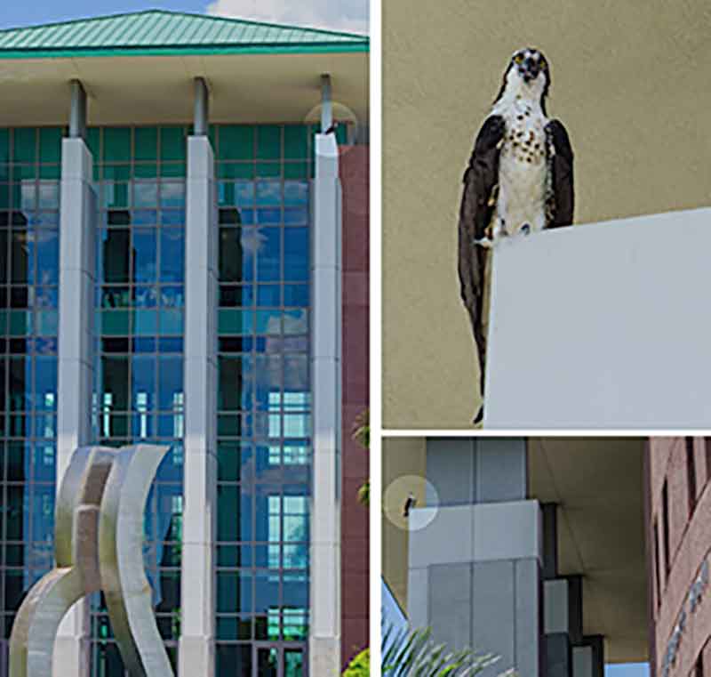 A triptych of photos. Two on the right are close-ups of an osprey. The leftside photo is of Lutgert Hall with a red circle highlighting where the osprey was spotted.