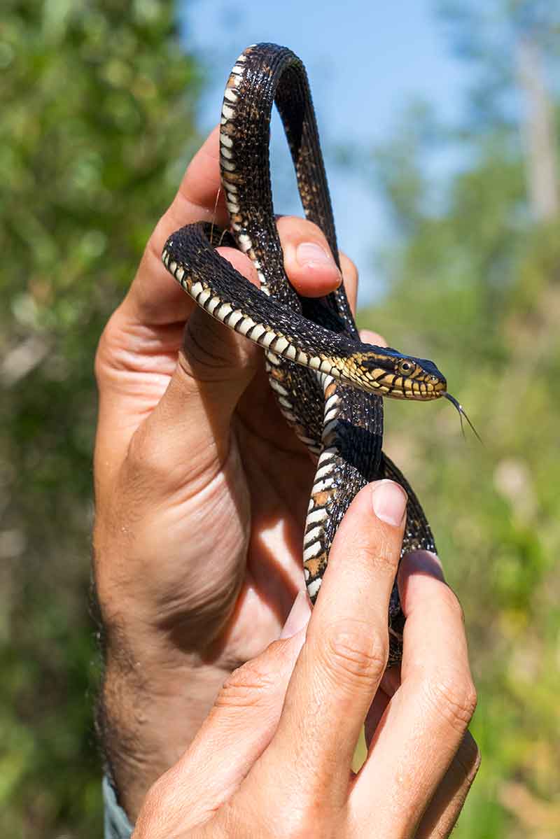 A thin snake with a black body and beige belly held in a man's hands