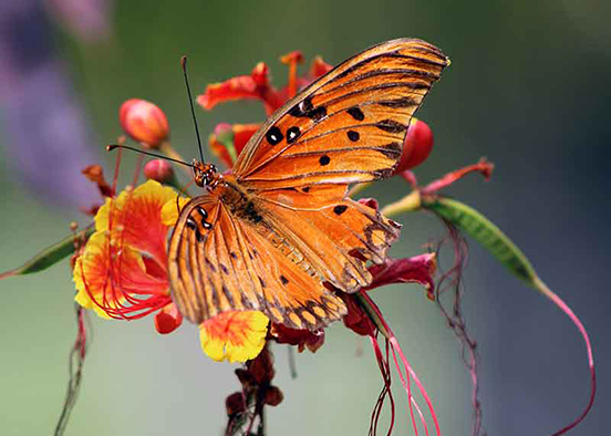 An orange butterfly with black spots and stripes on its wings is perched on a vibrant red and yellow flower. The background is blurred, highlighting the butterfly and the flower.