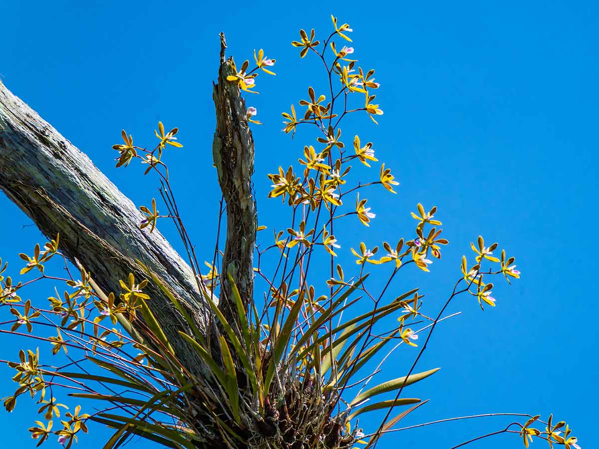 A blue sky background with a dried branch and a flowering orchid plant attached to it
