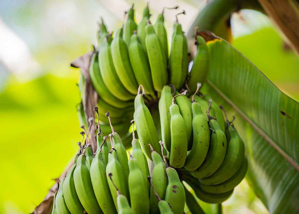 A cluster of unripe green bananas hanging from a banana plant, surrounded by large green leaves in an outdoor setting with natural light