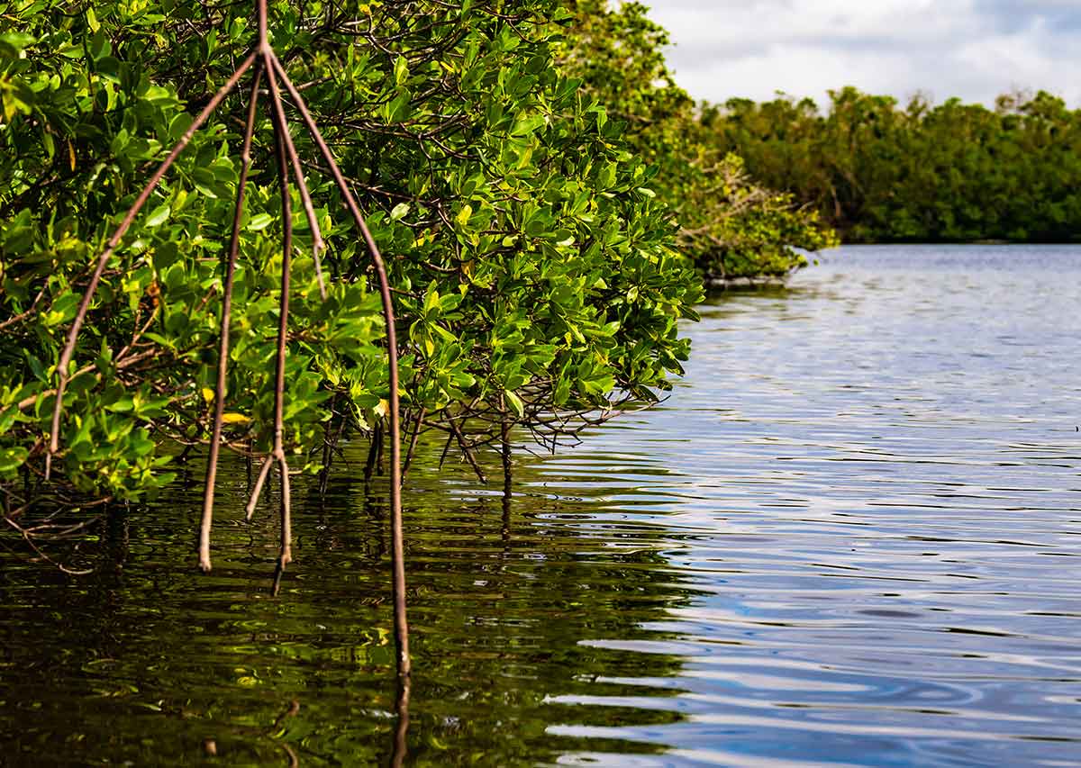 Mangrove trees and a waterway large enough for a boat to pass through