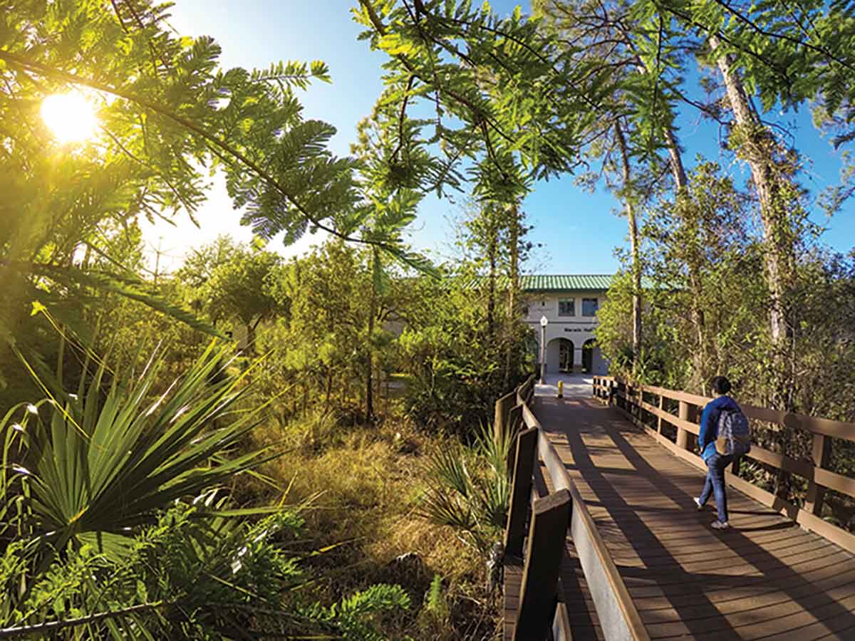 A wooden boardwalk cuts through a lush wilderness, as a student walks toward a green-roofed building
