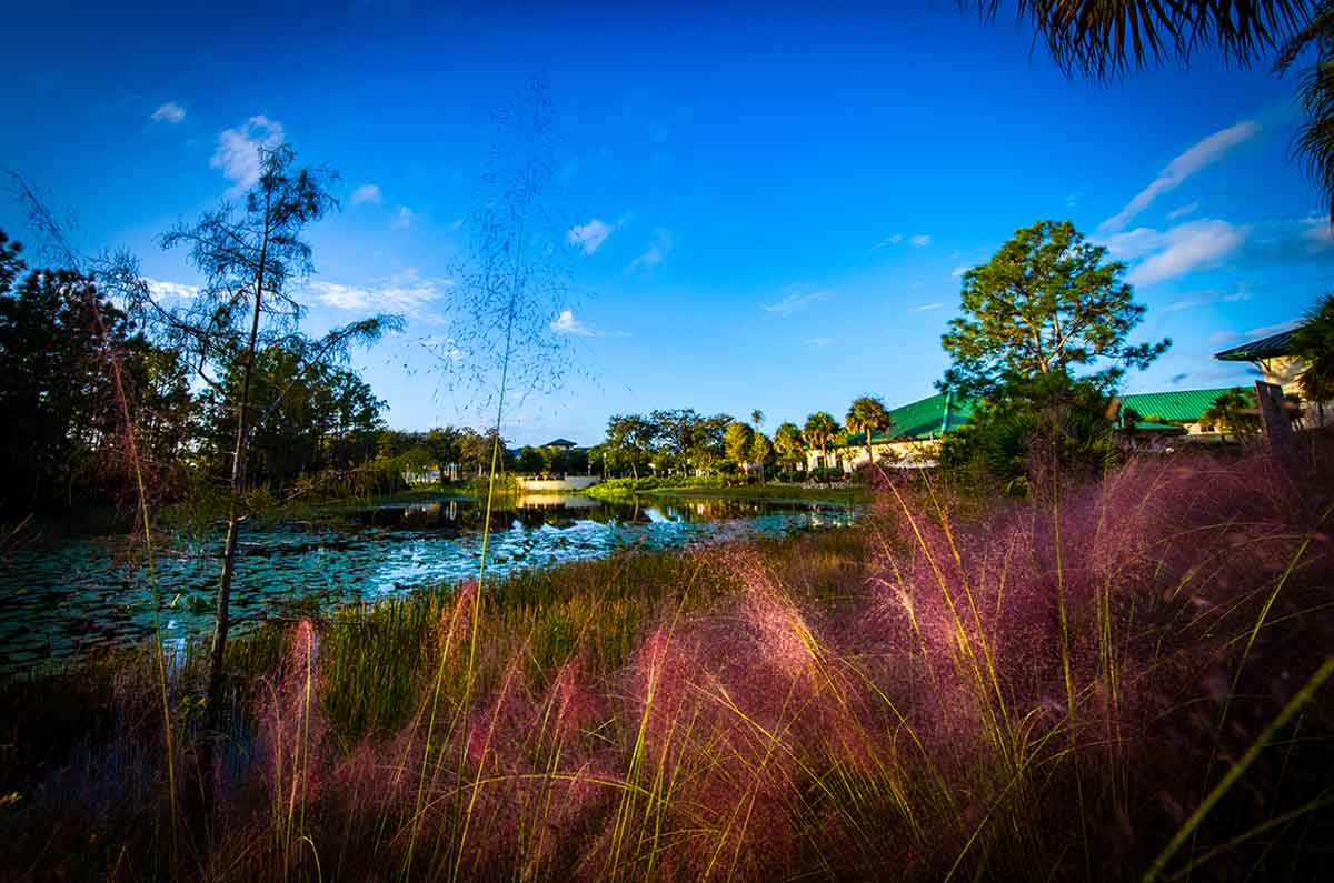 A bright, blue sky with green-roofed buildings in the background, a stretch of campus pond in the middle, and a shock of purple muhly grass in the foreground