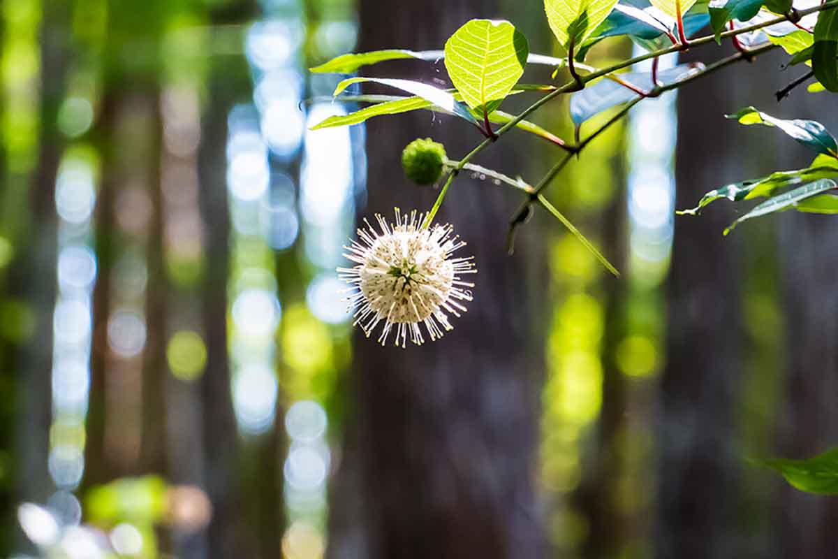 Background of a forest, slightly blurred, with a close-up on a globe-like, white bloom attached to a thin, leafy stem