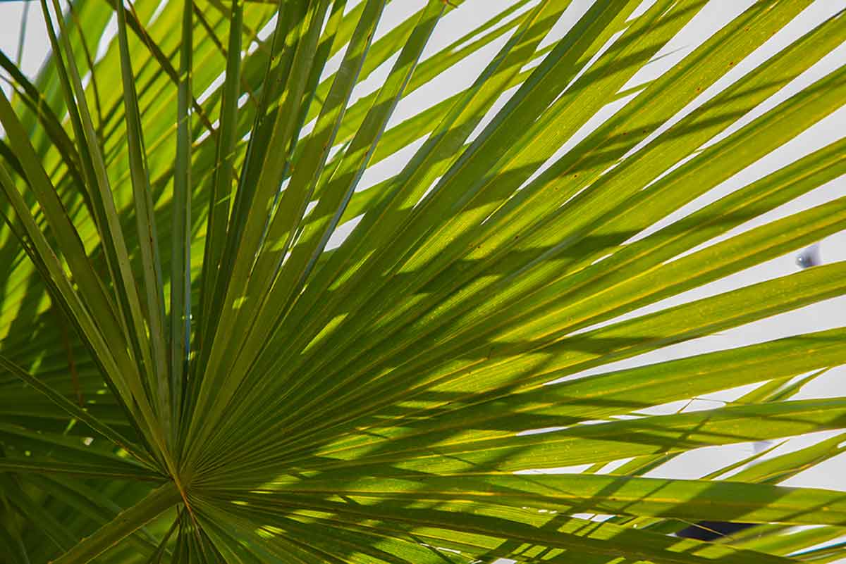 A close-up photo of the fan-shape of green saw palmetto with the sun shining from the top right corner of the photo