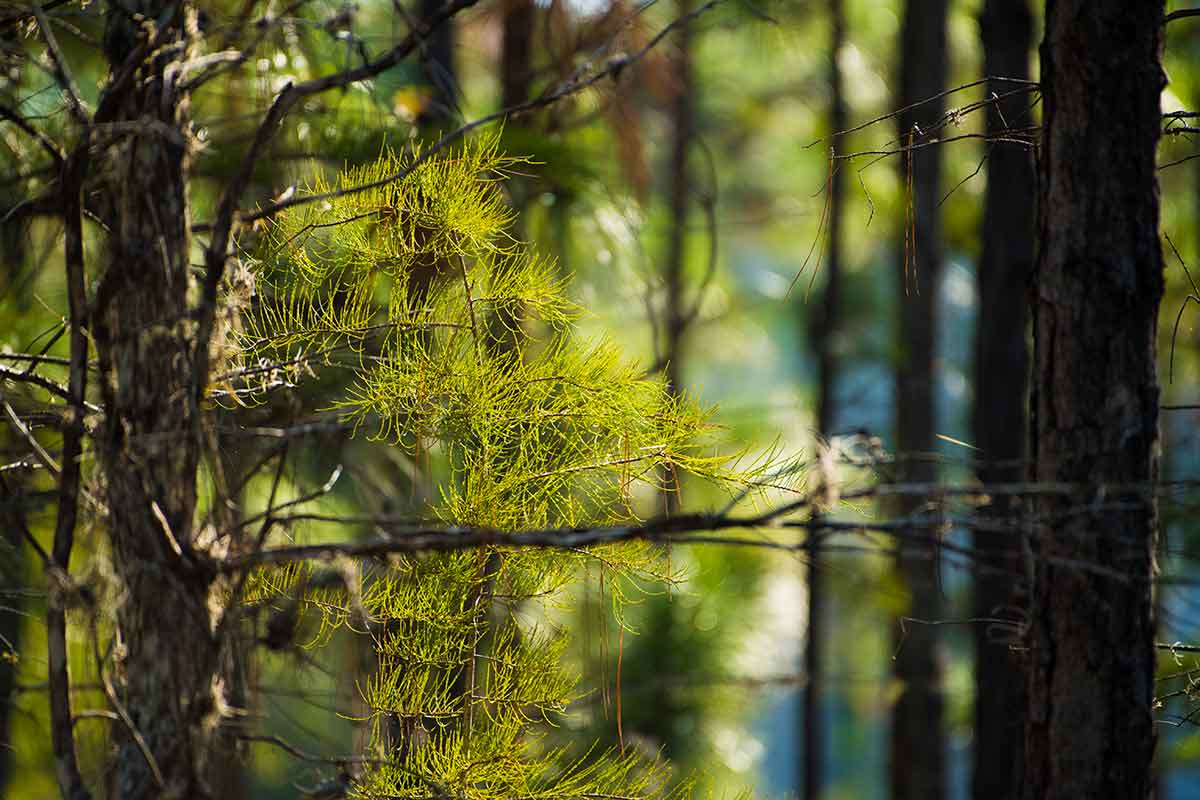 A close-up of a pine tree branch with a blurred background of forest
