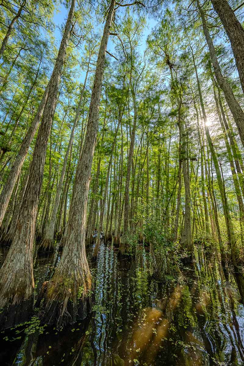 A grouping of cypress trees, with the base of the tree partially underwater