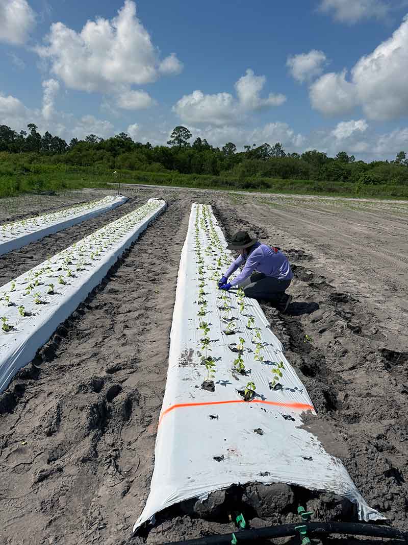 Three rows in a field have white shades with plants poking through out in a dirt field