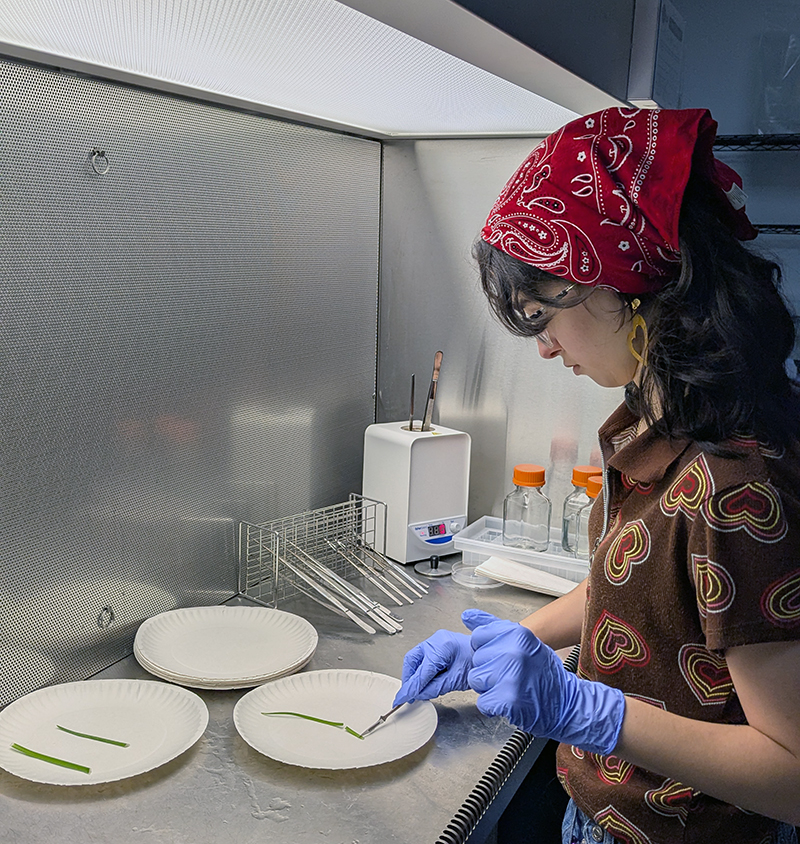 Person in lab placing plant cuttings on plates inside a sterile workspace.