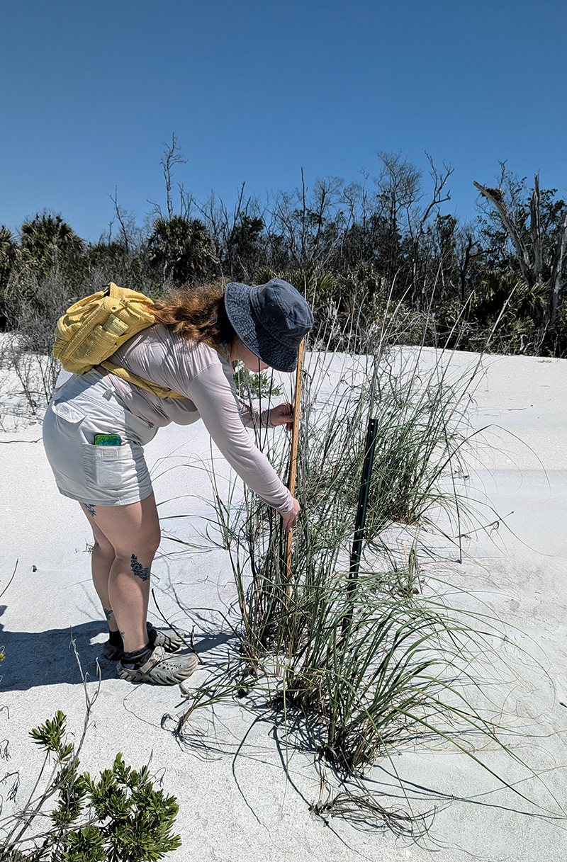 Person measuring sea oats on a sandy dune using a ruler and wearing a yellow backpack.