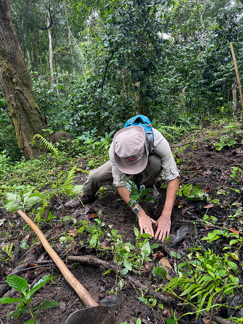 A person wearing a hat and backpack kneels in a dense forest, planting a small tree in the soil. Green plants and trees surround them, and a shovel lies nearby, indicating active reforestation or conservation work.