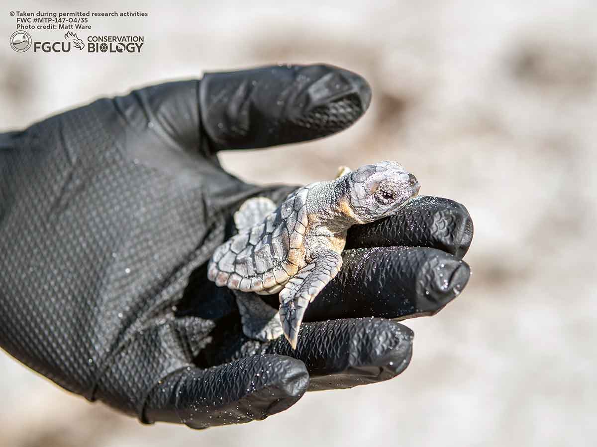 A gloved hand gently holds a tiny sea turtle hatchling, highlighting wildlife conservation efforts