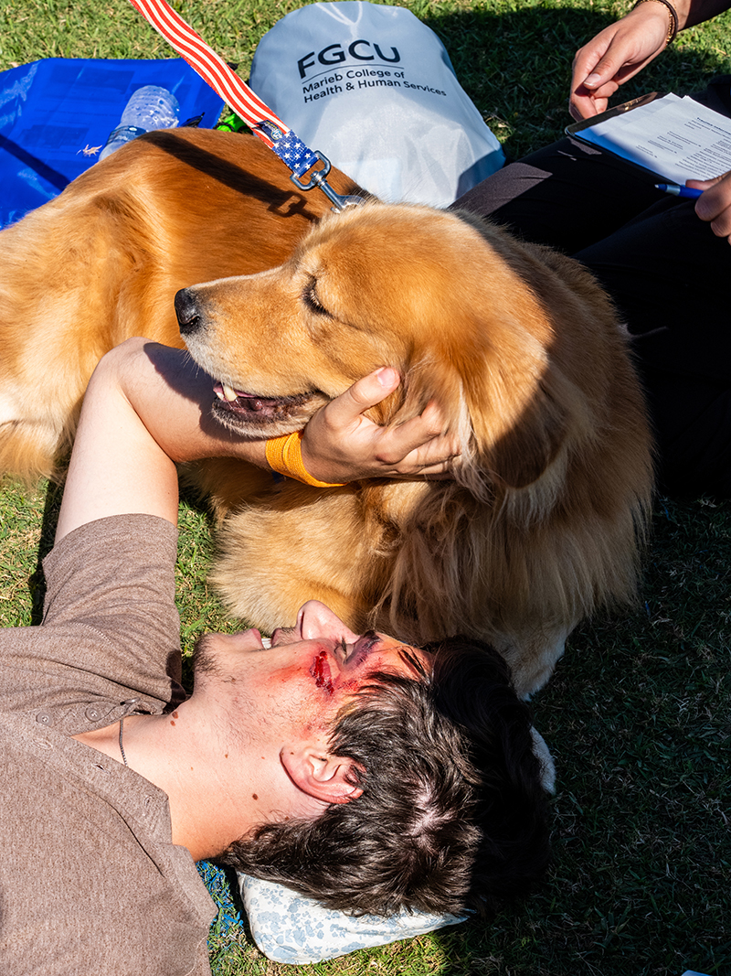 A golden retriever demonstrating animal therapy.