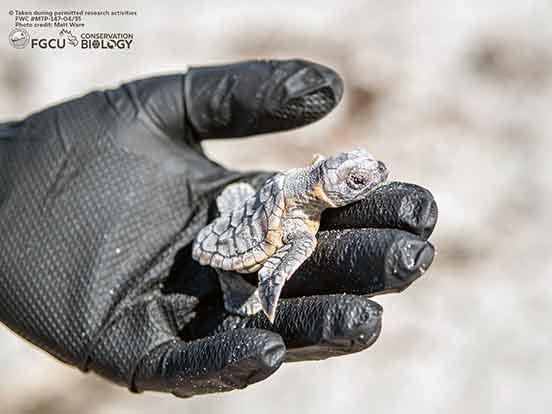 A gloved hand gently holds a tiny sea turtle hatchling, highlighting wildlife conservation efforts