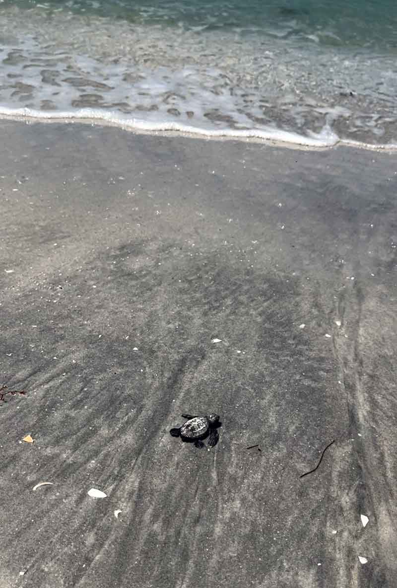 A small sea turtle hatchling crawls across wet sand toward the ocean waves on a beach