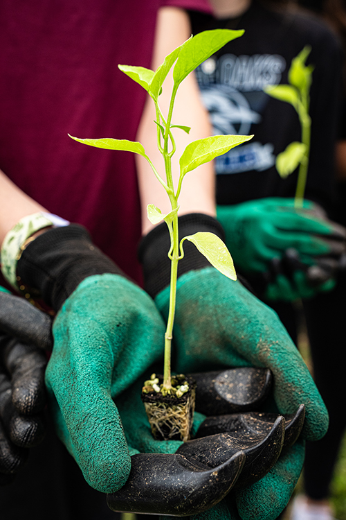 Gloved hands holding a small green plant with roots exposed, ready for planting.