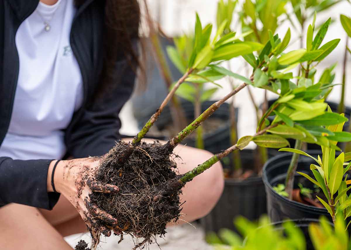 A close-up of a teen or young woman's hands holding a small mangrove plant by the dirt-laden roots