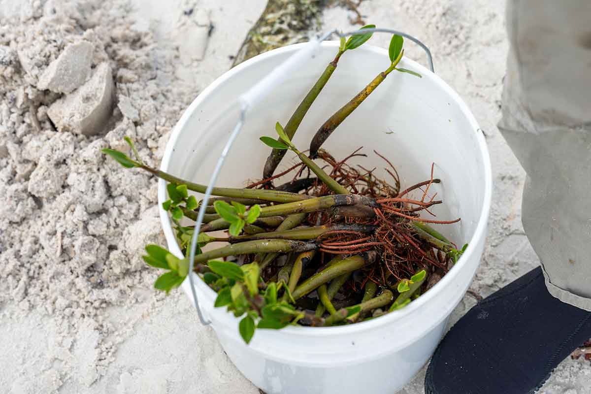 A bucket as viewed from above containing mangrove shoots
