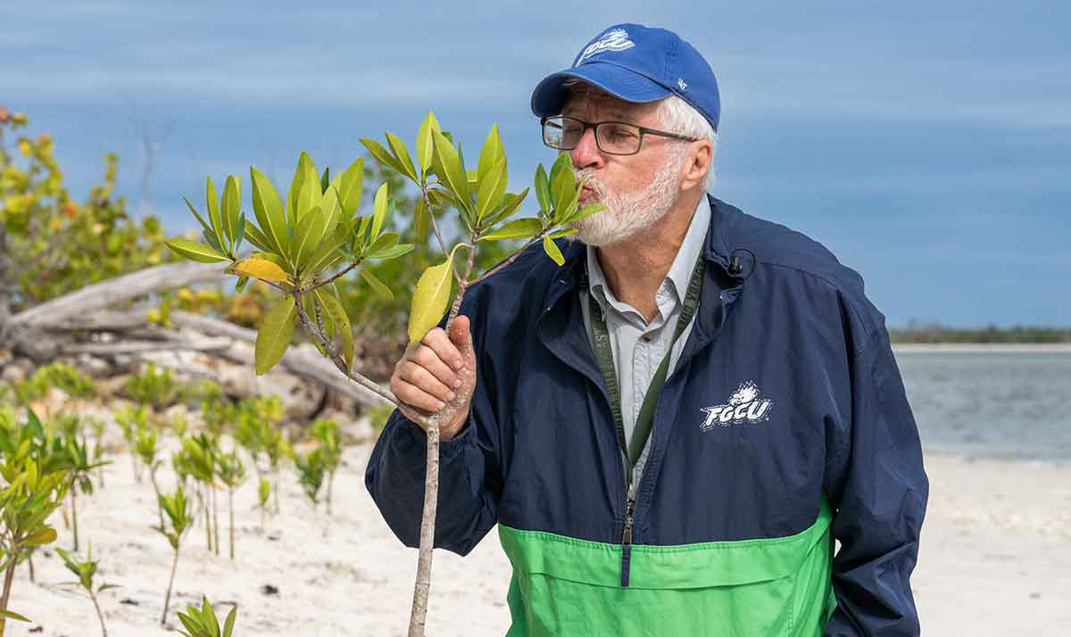 A white-haired man in glasses, a blue and green zippered jacket and a blue baseball cap, with the FGCU logo, kisses a newly planted mangrove plant on the beach