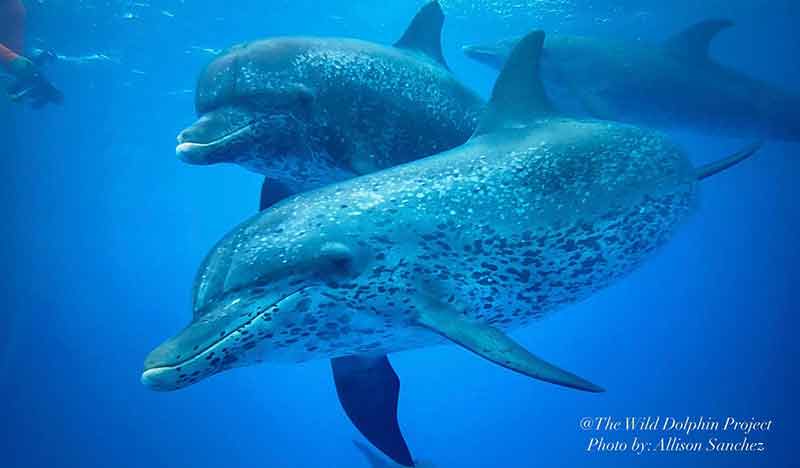 A close-up, underwater photo of two dolphins