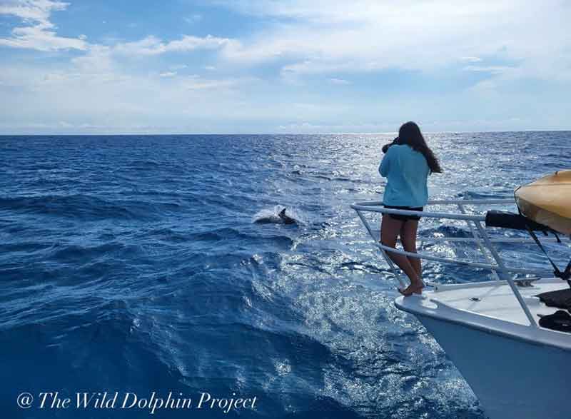 A woman in shorts and a sweatshirt stands at the bow of a boat, taking a photo of a dolphin as its body curves out of the water