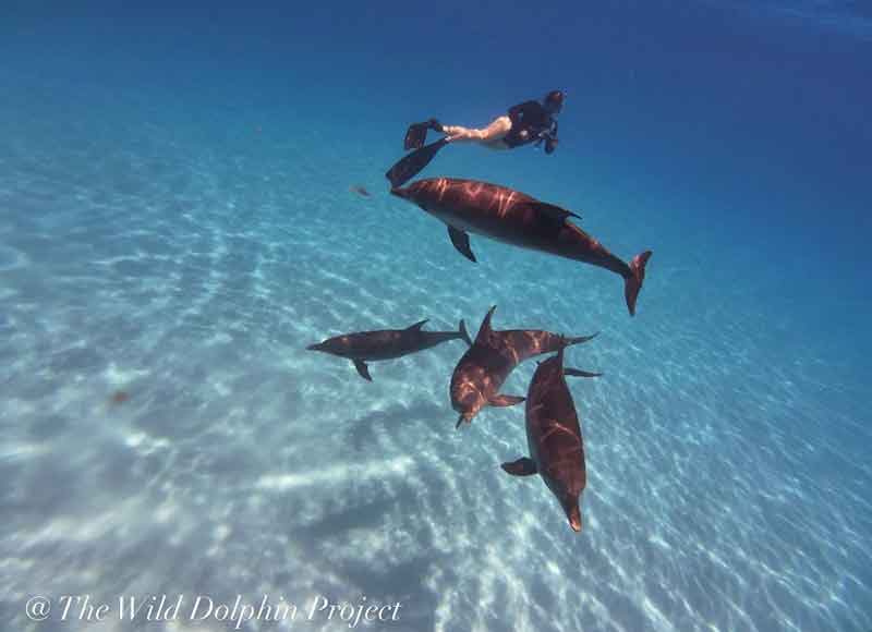 An underwater photo of a diver and four dolphins