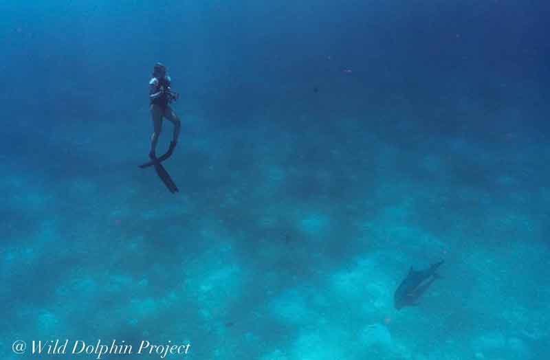 An underwater photo of a freediver with one dolphin nearby