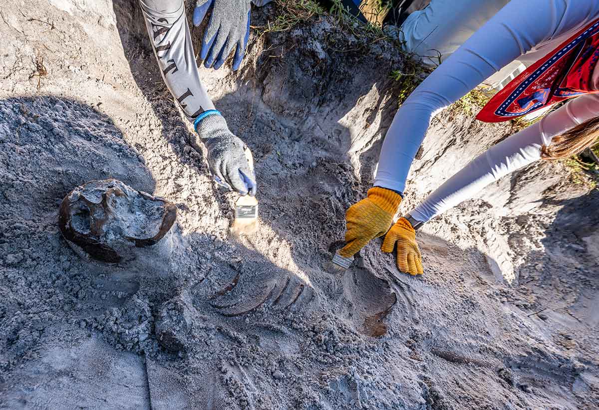 Four arms are visible, using paint brushes to brush dirt off of skeletal remains in a shallow grave