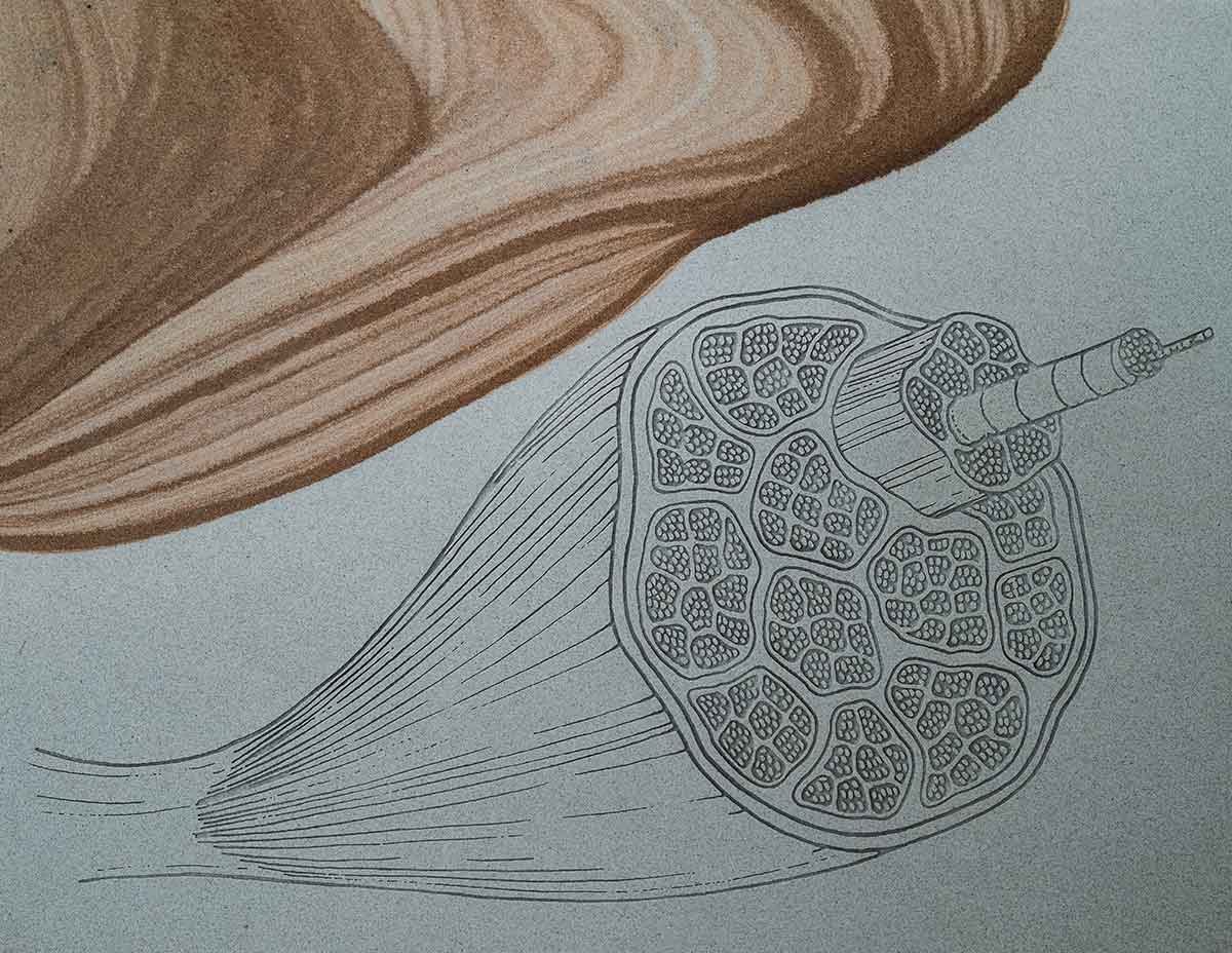 Close-up of an engraved illustration showing a cross-section of muscle tissue with detailed internal fibers, overlaid with flowing woodgrain patterns