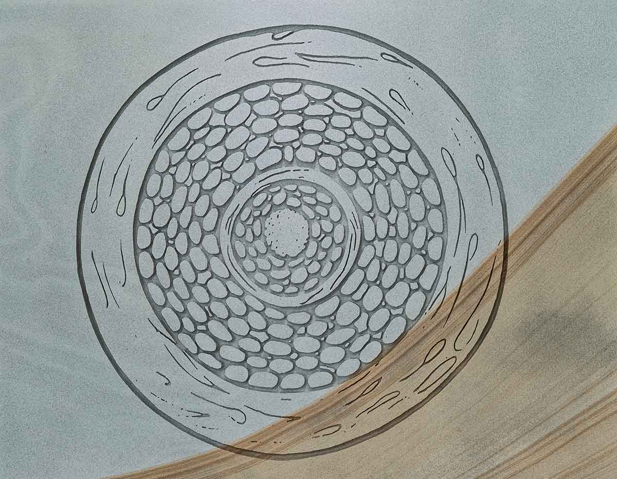 Engraved circular diagram resembling a cellular cross-section, composed of layered rings and small clustered shapes, partially overlaid with woodgrain patterns