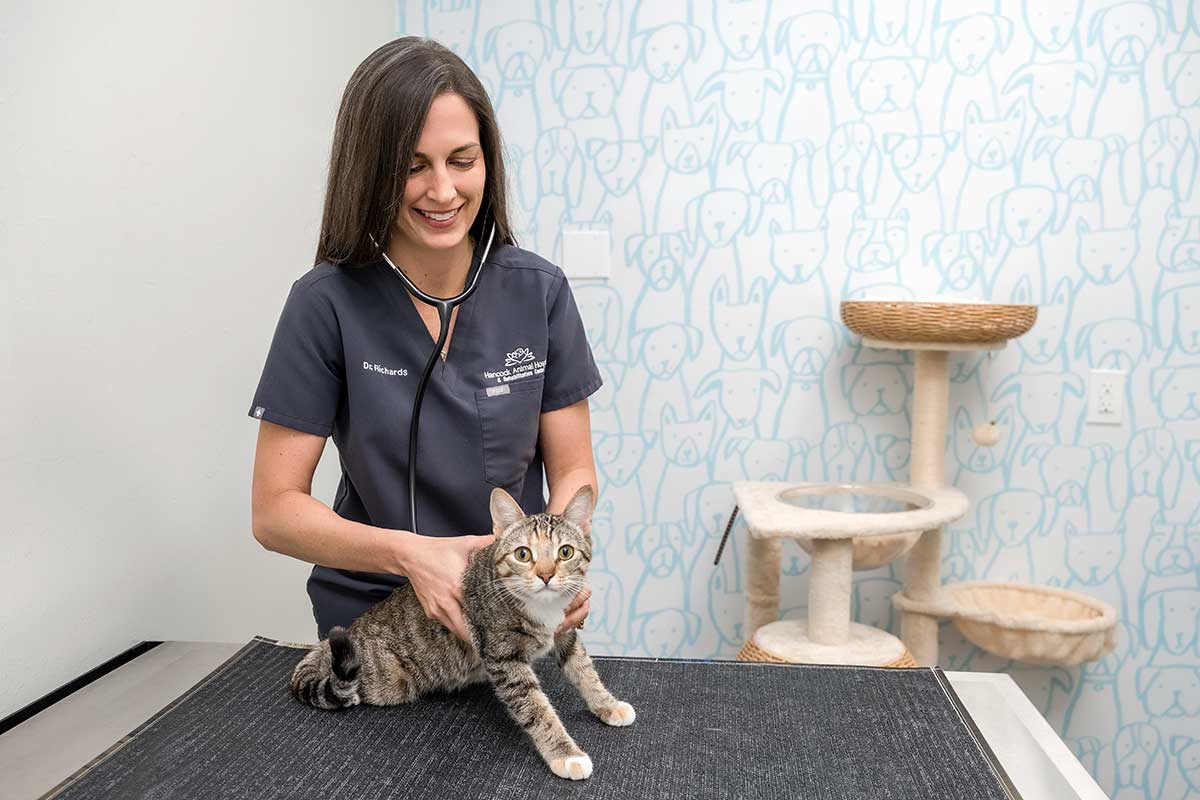 Veterinary exam room with clinician examining tabby cat on table
