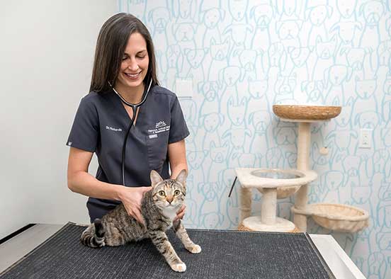 Veterinary exam room with clinician examining tabby cat on table