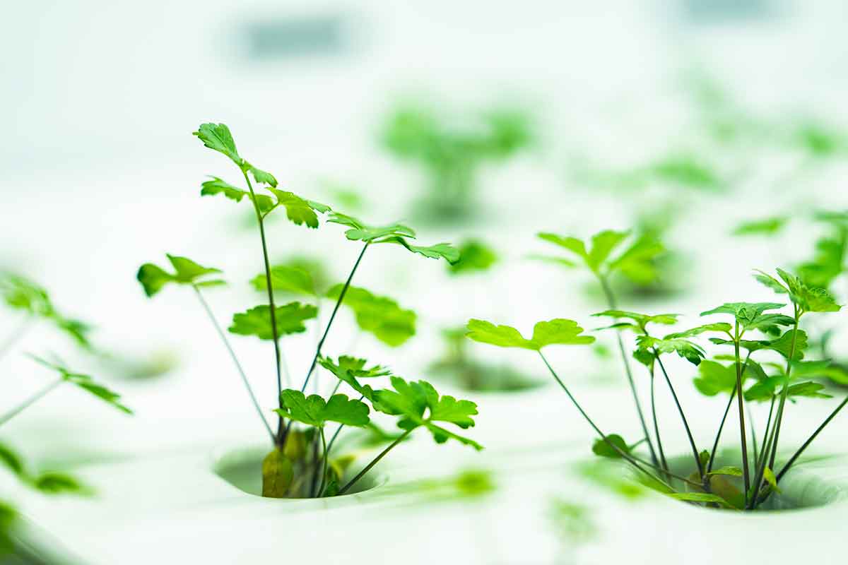 A close-up photo of greens growing in a row