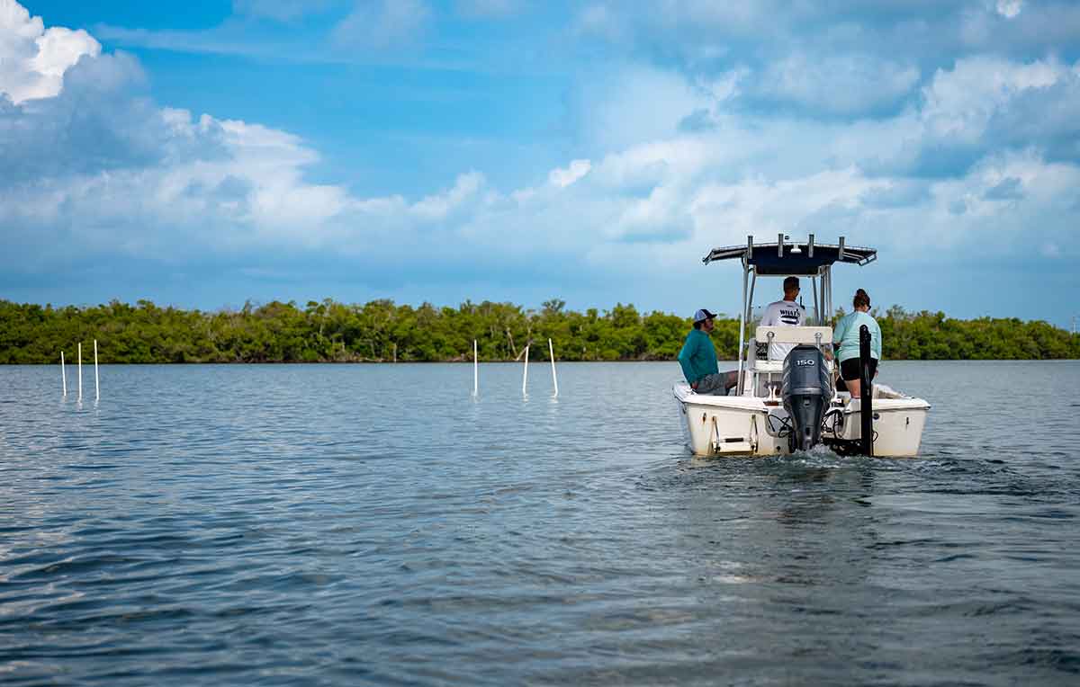 A boat in a large body of water, with mangrove trees and a blue sky with clouds in the background