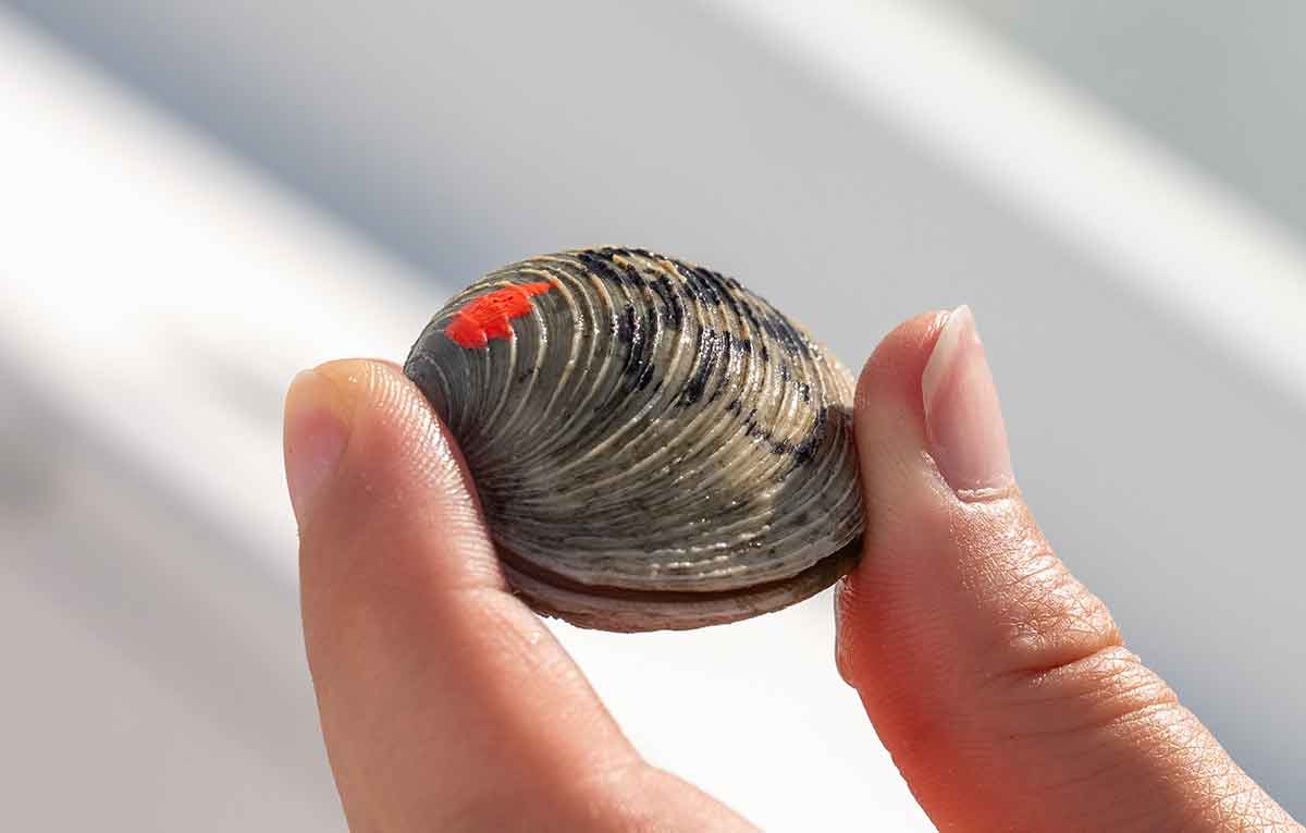 Two fingers hold a small clam, which has a small dot of orange nail polish and a number in Sharpie