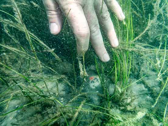 An underwater photo features a hand pointing at a small clam in a bed of seagrass and the clam has a dot of orange of red paint and a number that could be 27 written large in Sharpie