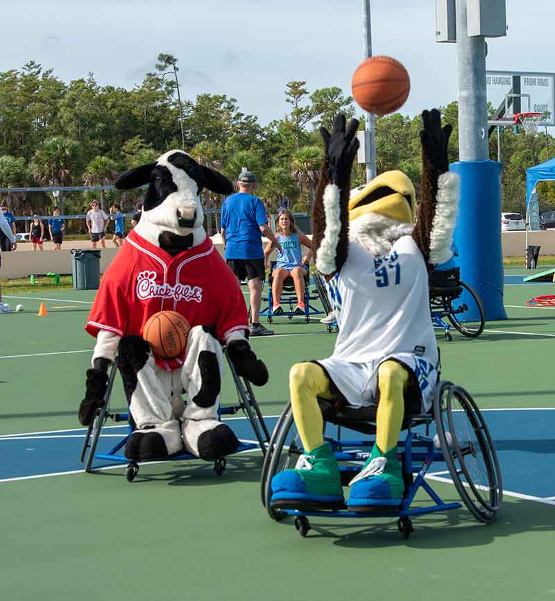 A Chik-fil-a cow mascot and the FGCU eagle mascot, Azul, play seated basketball in wheelchairs