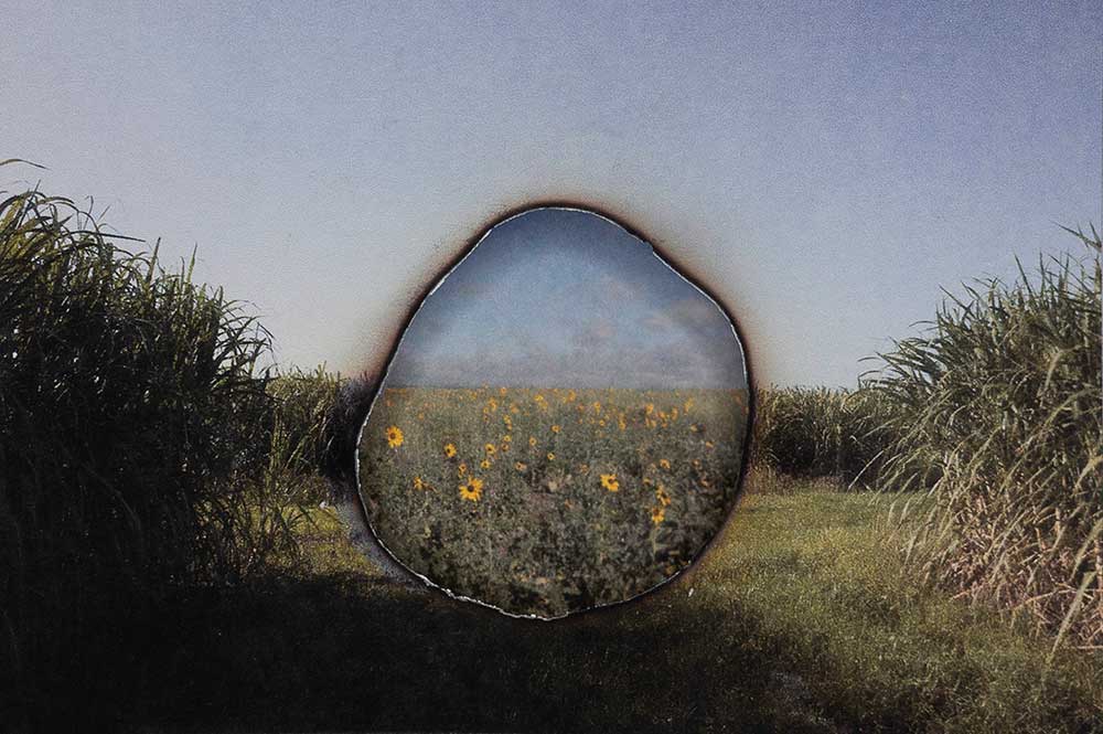 Wildflower field framed by circular opening among tall grasses