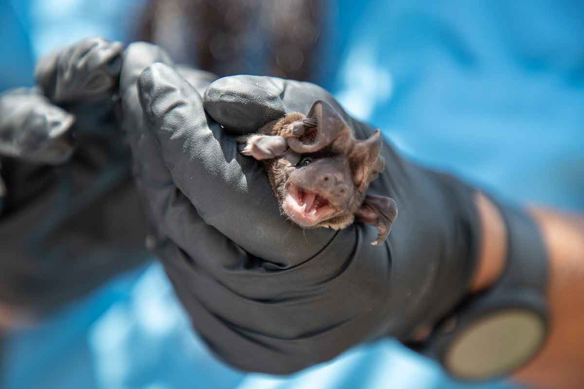 A black gloved hand holds a small bat
