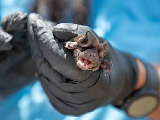 A black gloved hand holds a small bat