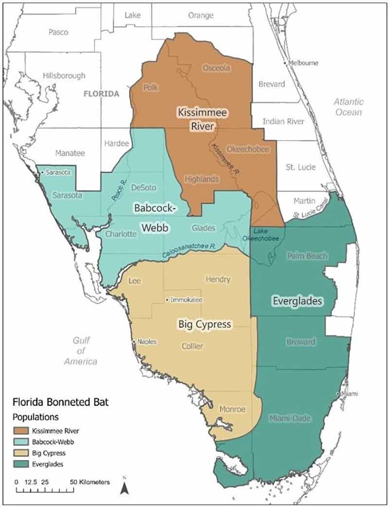 A line drawn map of the southern tip of Florida. Text states: Florida Bonneted Bat Populations. Shaded areas indicate bat populations and comprise Kissimmee River, Babcock-Webb, Big Cypress and Everglades.